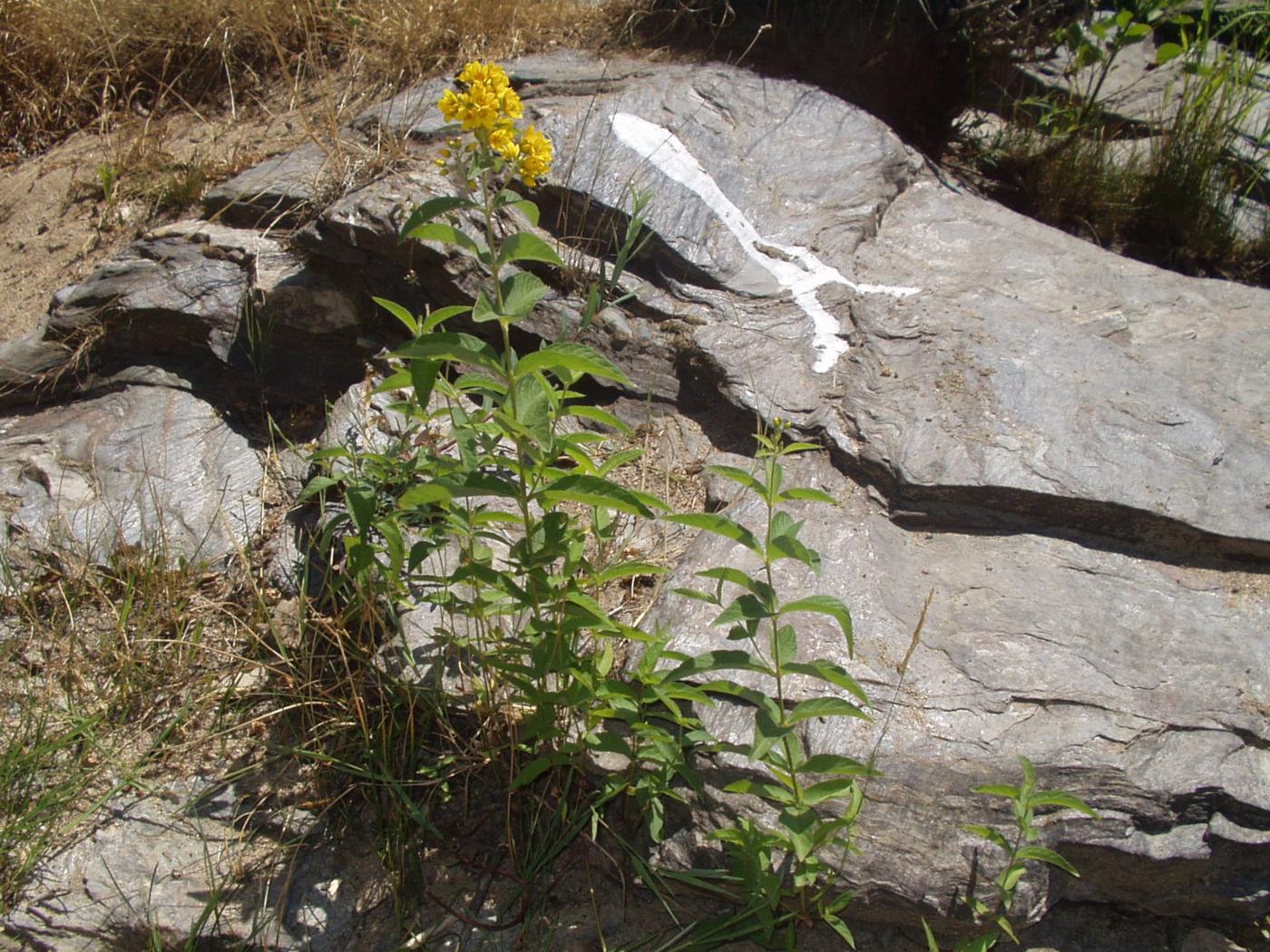 Loosestrife, Yellow plant